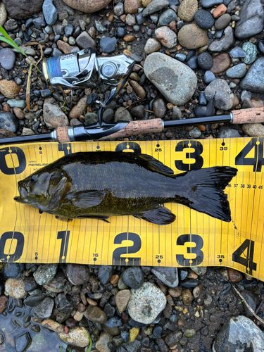 スモールマウスバスの釣果