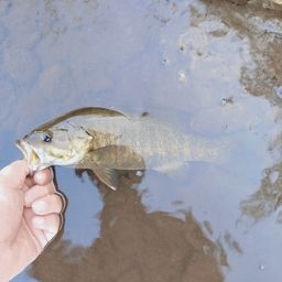 スモールマウスバス