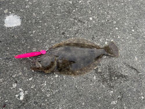 ソゲの釣果