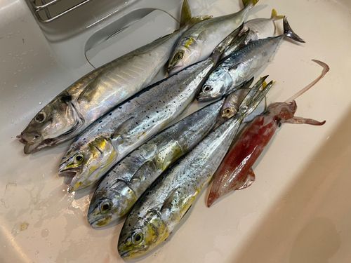 マアジの釣果