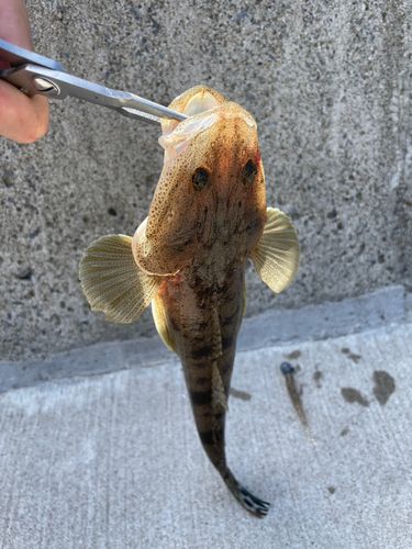 マゴチの釣果