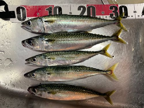 サバの釣果