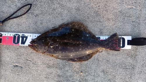 ヒラメの釣果