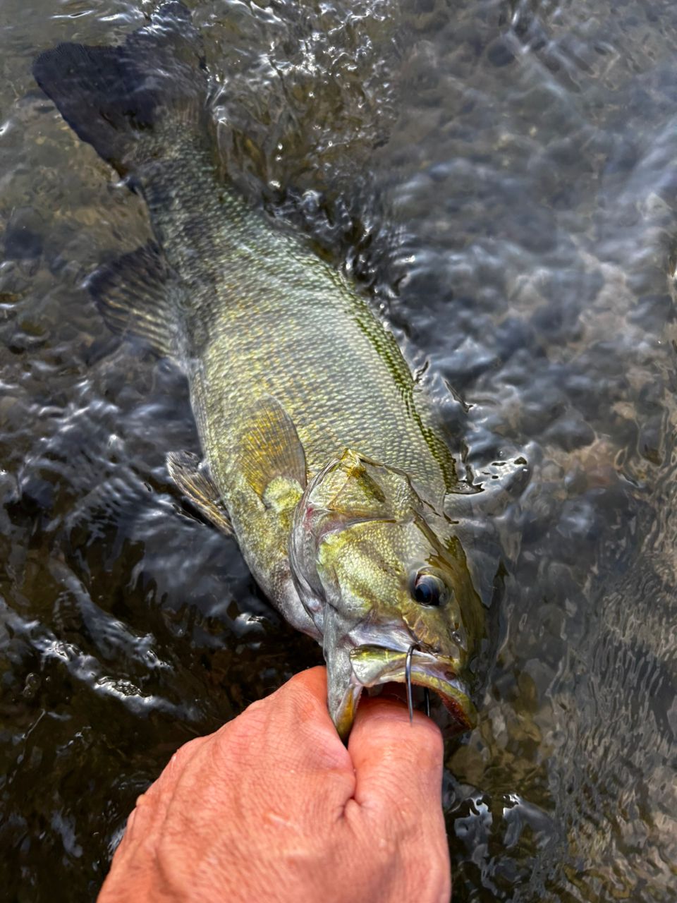 スモールマウスバス