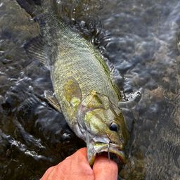 スモールマウスバス