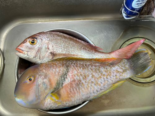 マダイの釣果