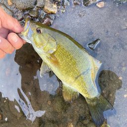 スモールマウスバス