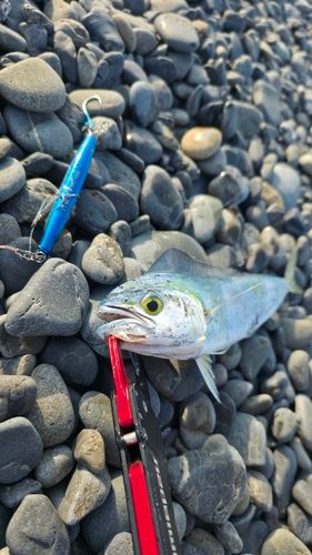 シイラの釣果