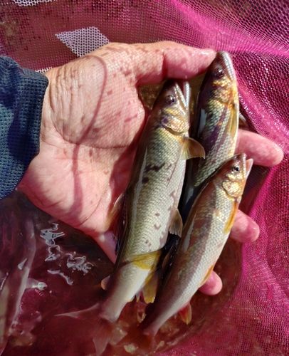 アユの釣果