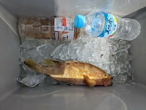 アコウの釣果