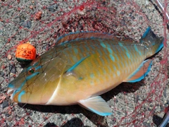 ヒブダイの釣果