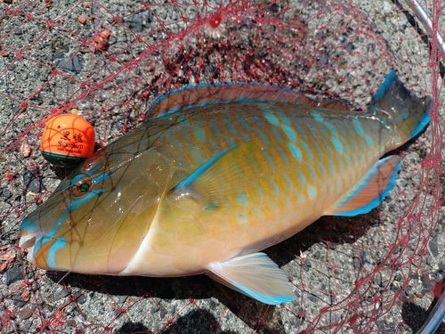 ヒブダイの釣果