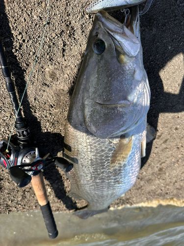 バラマンディの釣果