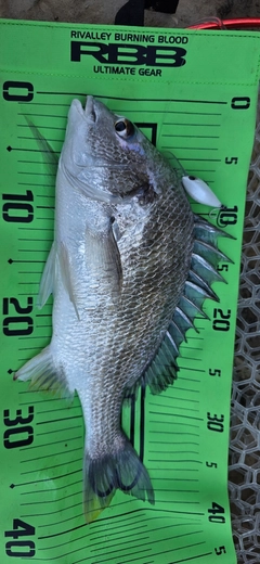 キビレの釣果