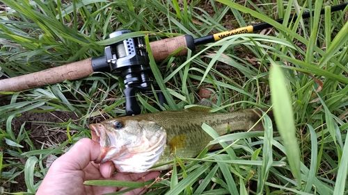 ブラックバスの釣果
