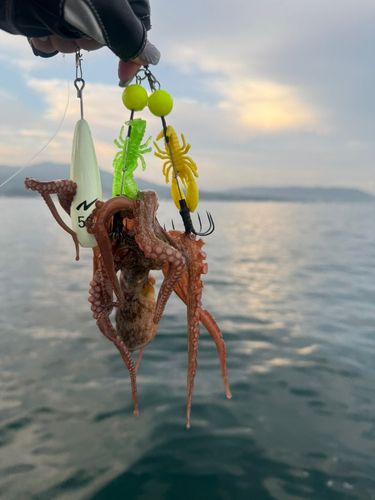 タコの釣果