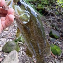 スモールマウスバス