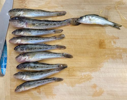 ハゼの釣果