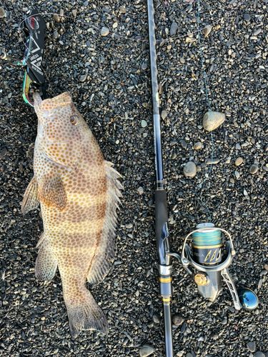 オオモンハタの釣果