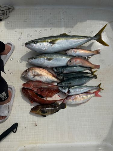 ハマチの釣果