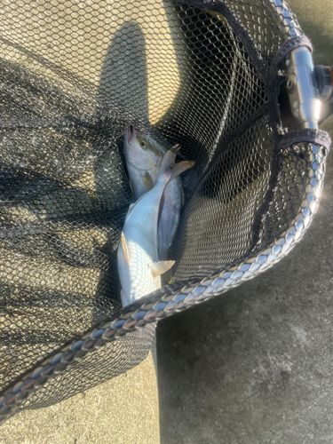 ショゴの釣果