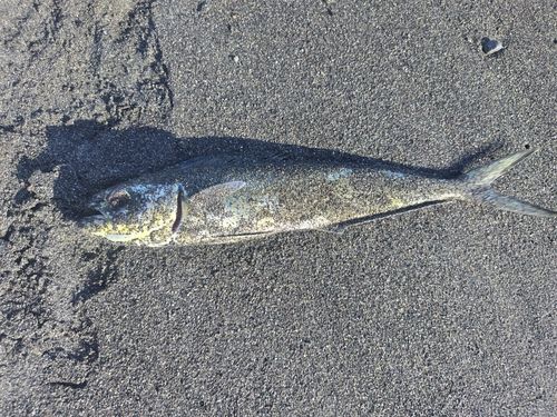 シイラの釣果
