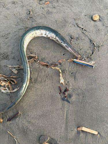 ダツの釣果