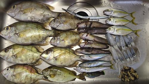メイチダイの釣果