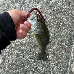ブラックバス