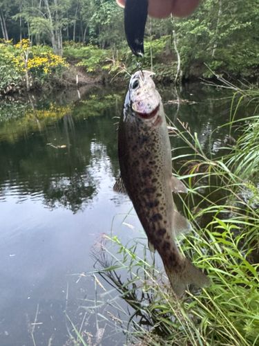 ニジマスの釣果