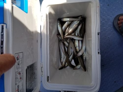 シロギスの釣果