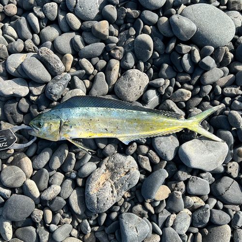 シイラの釣果