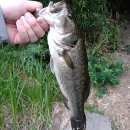 ラージマウスバス