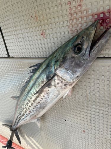 サゴシの釣果
