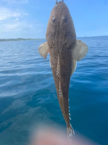 マゴチの釣果