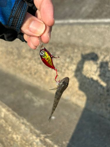 マハゼの釣果