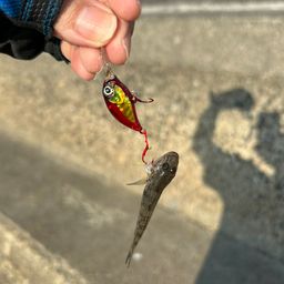 マハゼ