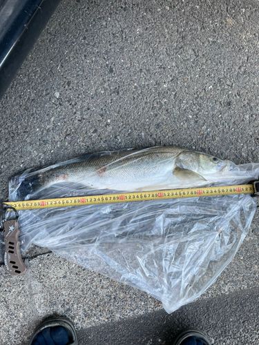 釣果