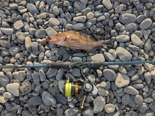 オオモンハタの釣果