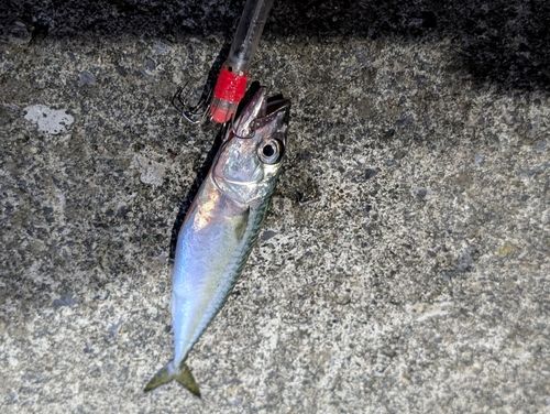 サバの釣果