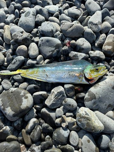 シイラの釣果