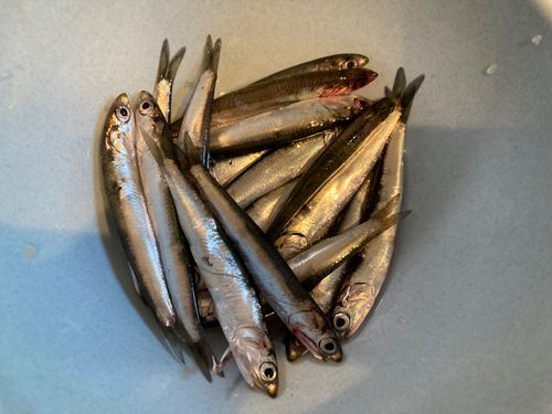カタクチイワシの釣果