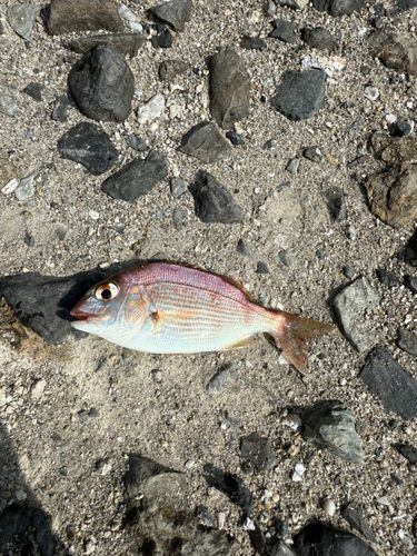 タイの釣果