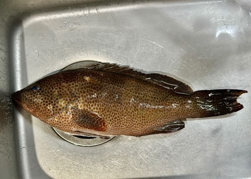 オオモンハタの釣果