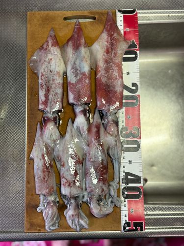 ケンサキイカの釣果
