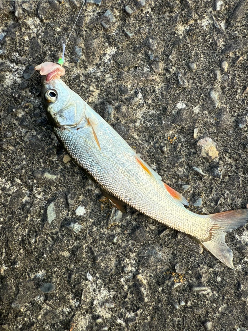 ウグイ