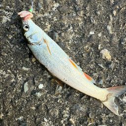ウグイ