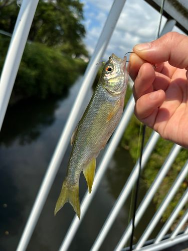 カワムツの釣果