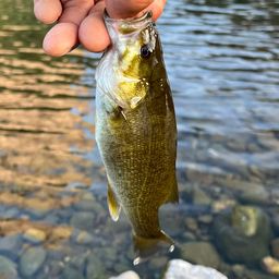 スモールマウスバス