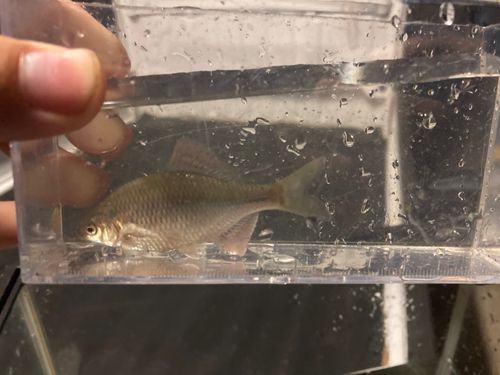 カネヒラの釣果